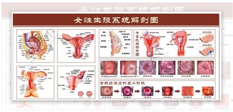 女人身體|【科普动画】女性身体构造图及各系统器官功能